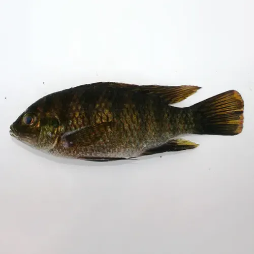 Screenshot of Black Tilapia Whole