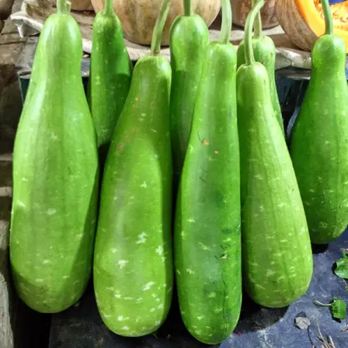 Screenshot of Bottle Gourd