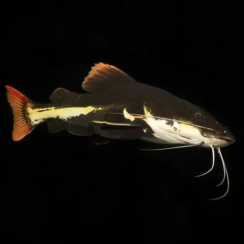 Screenshot of Cat Fish