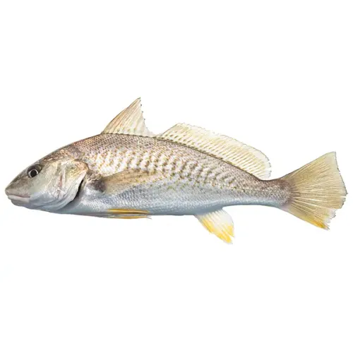 Screenshot of Croaker