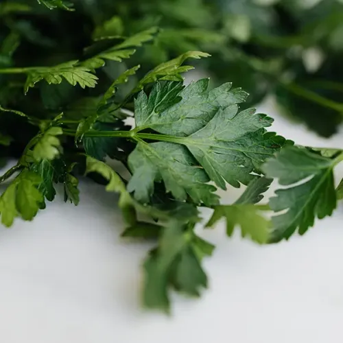Screenshot of Coriander