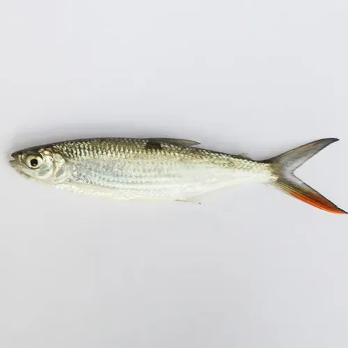 Screenshot of Gambia, Harnaal Fish