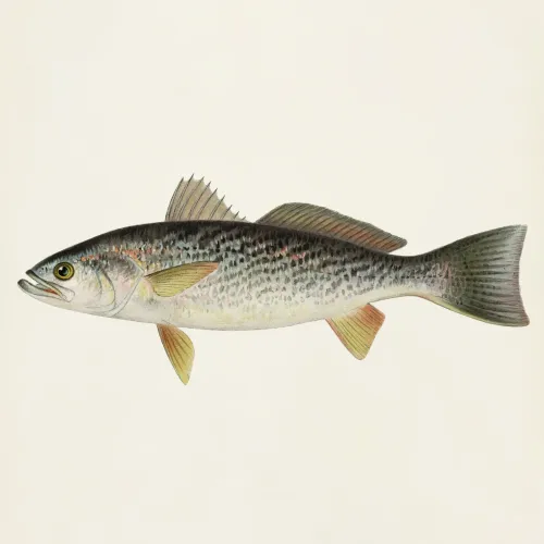 Screenshot of King Weakfish